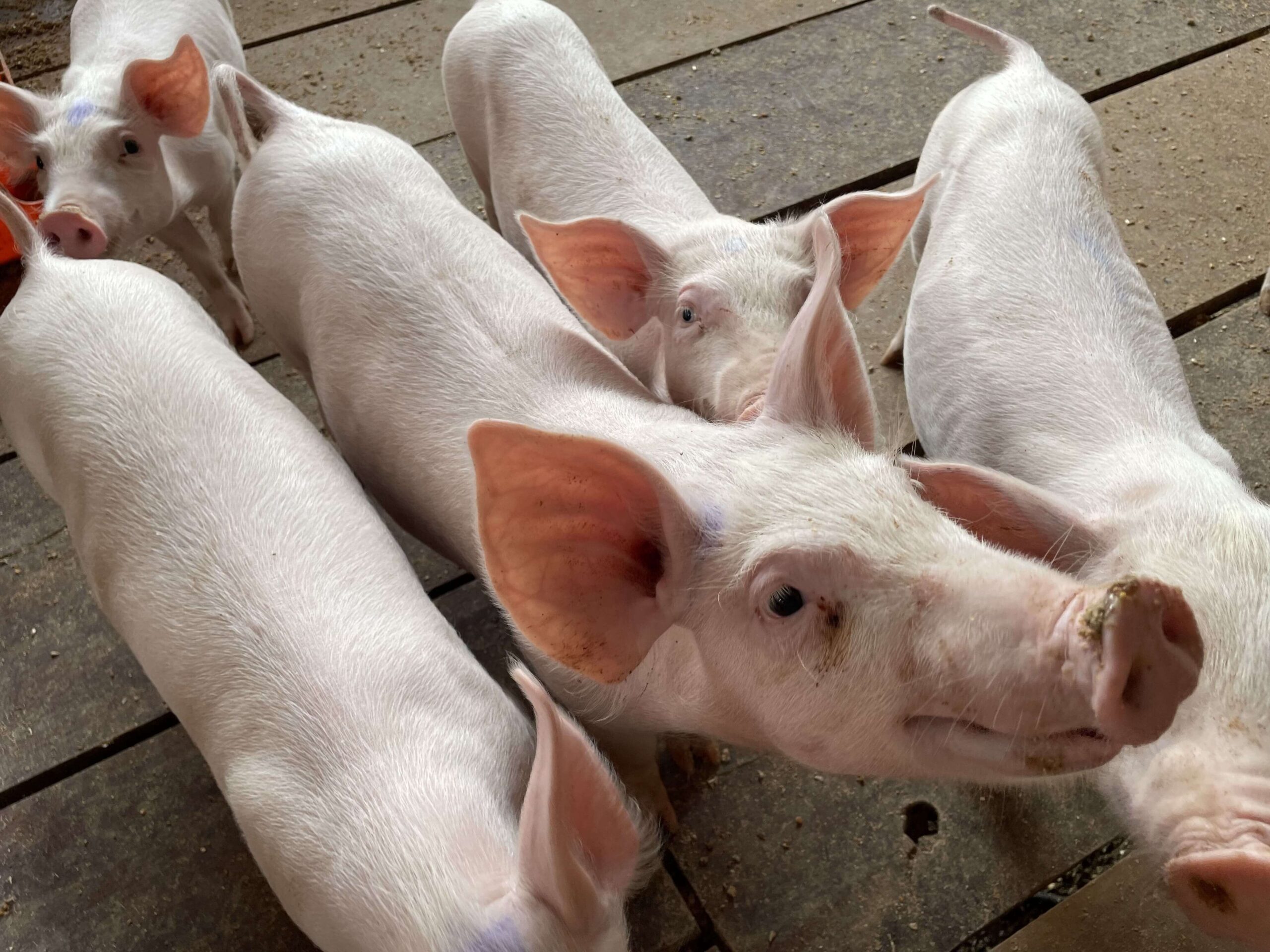 Porc_copaba1